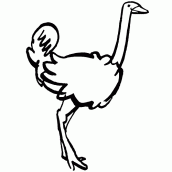 desenhos de avestruz para colorir 03