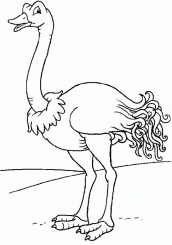 desenhos de avestruz para imprimir 03