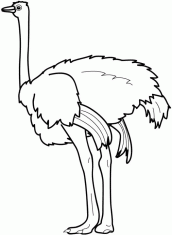 desenhos de avestruz para pintar 01