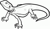 desenhos de lagarto para colorir