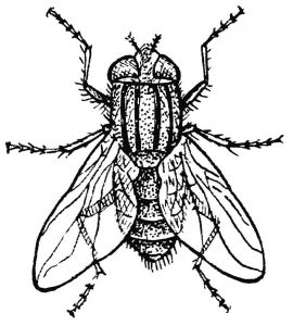 desenhos de mosca para imprimir