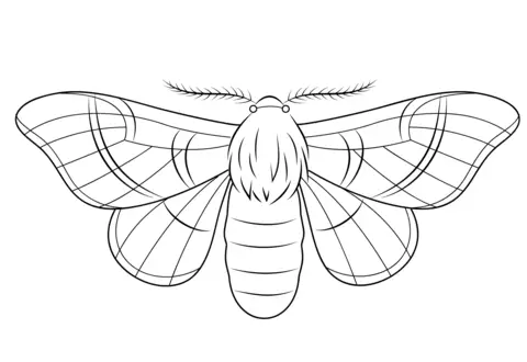 imagens de mariposa para imprimir