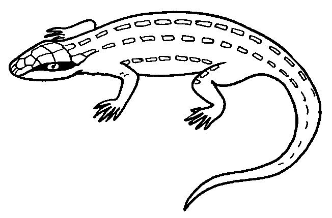 lagarto para colorir