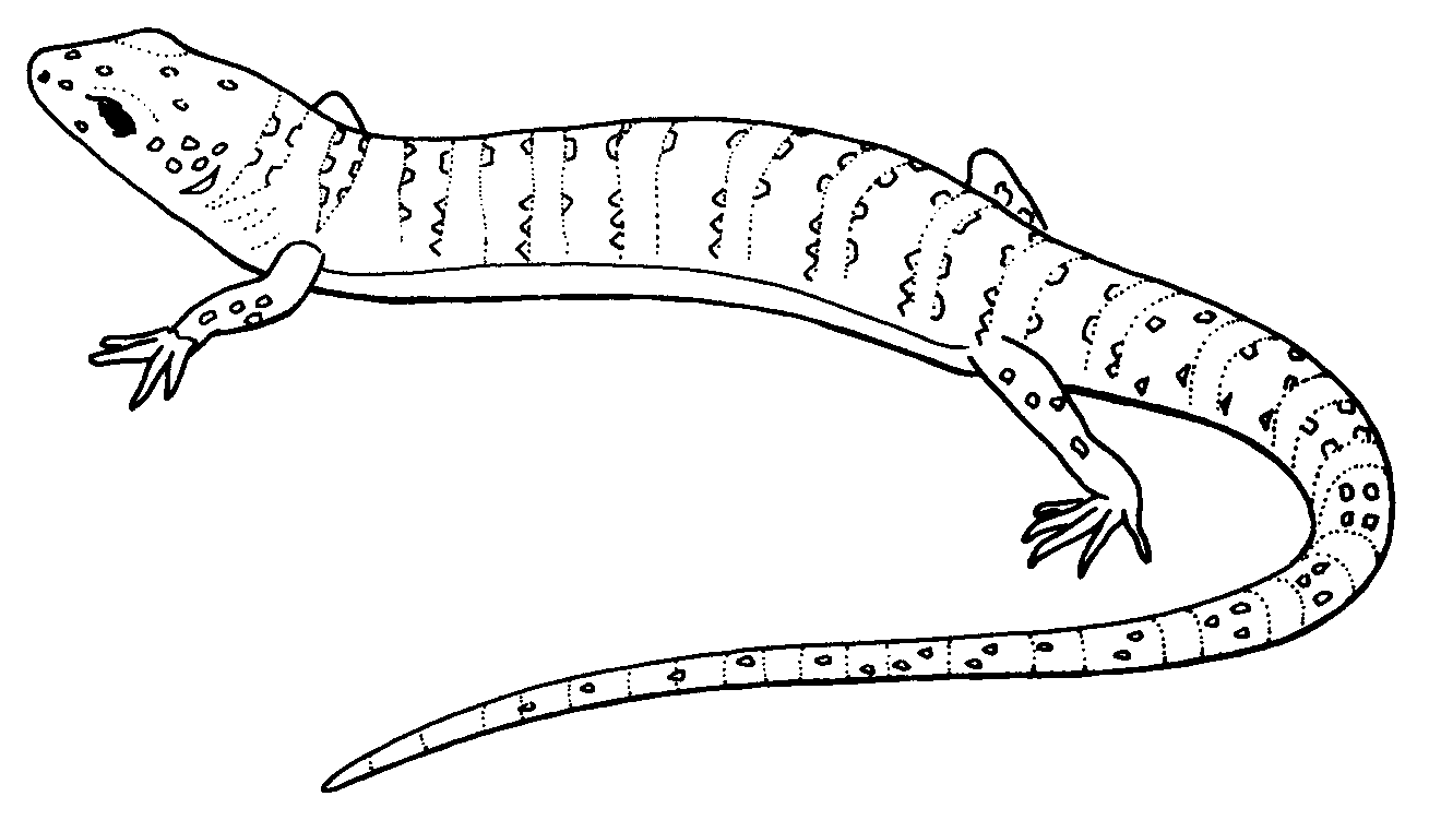 lagarto para imprimir