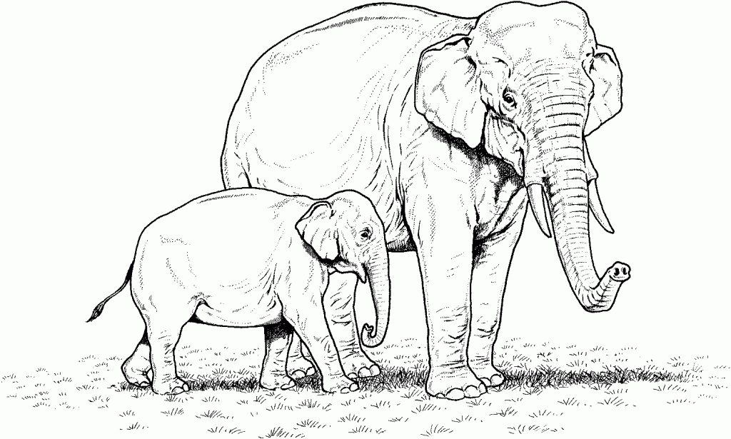 Desenhos de animais da Africa para colorir