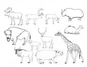 animais mamiferos para imprimir