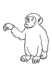 chimpanze para colorir