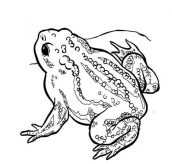desenhos de animais invertebrados para imprimir
