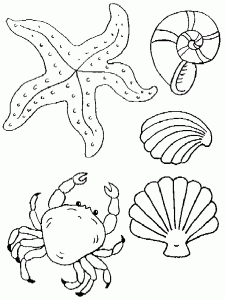 Imagens de animais invertebrados para colorir