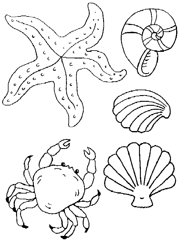 desenhos de animais invertebrados para pintar