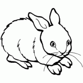 desenhos de animais terrestres para colorir