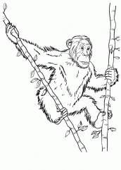 desenhos de chimpanze para colorir