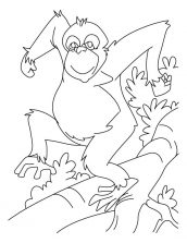 desenhos de chimpanze para imprimir