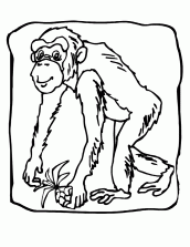 desenhos de chimpanze para pintar