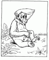 desenhos de chimpanzes para colorir