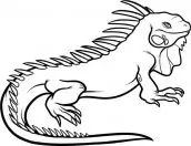 desenhos de iguana para pintar