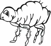 desenhos de pulga para colorir