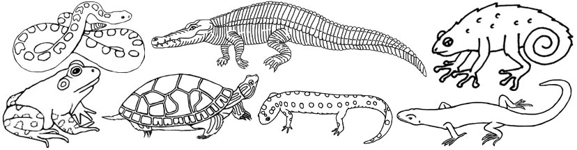 especies de repteis para colorir