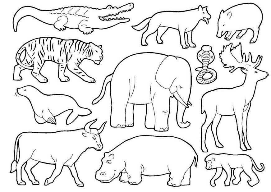 figuras de animais da floresta para colorir