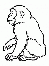 imagens de chimpanze para colorir