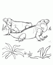 imagens de iguana para colorir