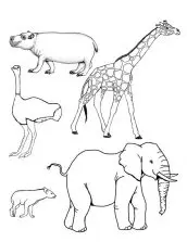 mamiferos para colorir