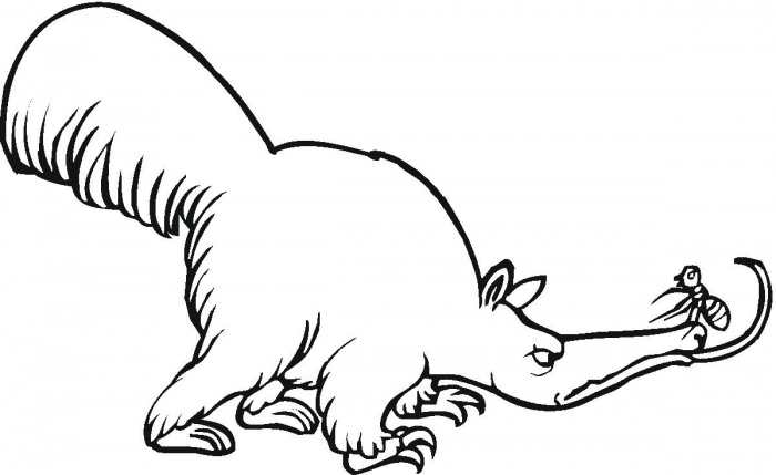 tamandua para colorir