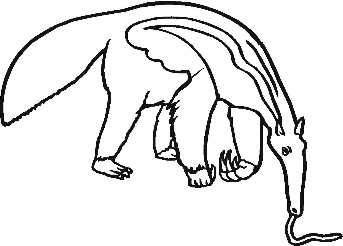 tamandua para colorir